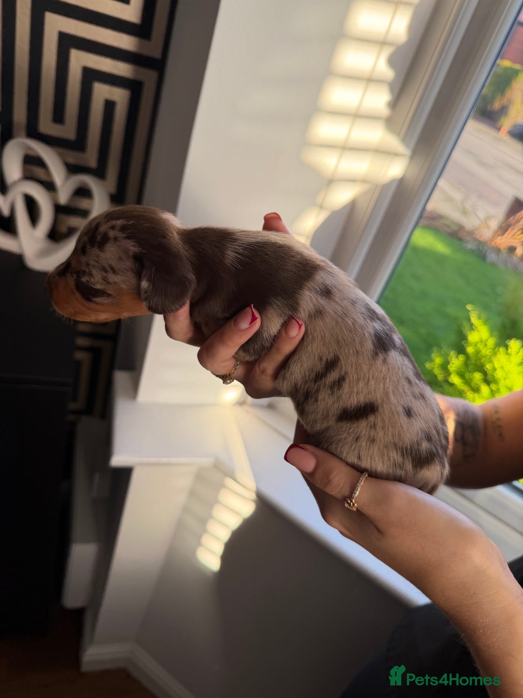 Miniature Dachshund dogs for sale: KC reg Miniature Dachshunds available 24thDecember - Advert 19