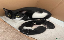 British Shorthair cats for sale: 2 beautiful kittens  - Image 10