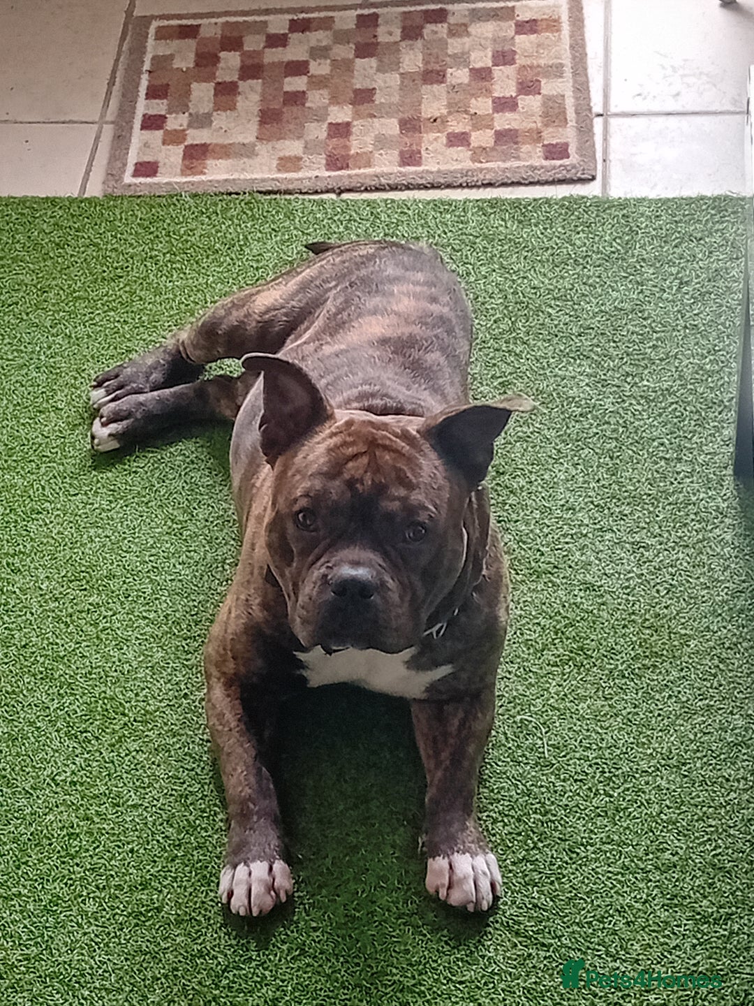 American Bull Staffy dogs for sale: Bear 2 years old  - Image 3