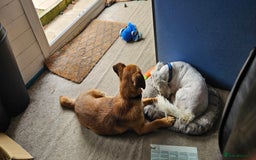 Mixed Breed dogs for adoption: Tiny Toby in Northampton - Image 7