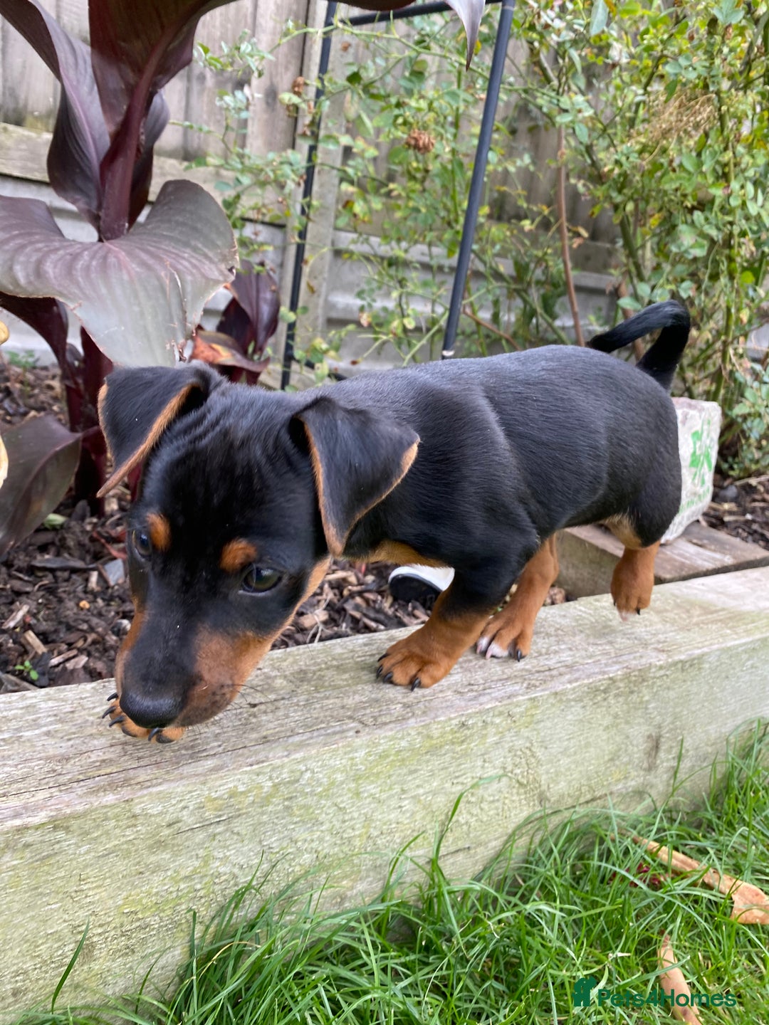 Jack Russell dogs for sale: Jack Russell terrier puppies - Image 5