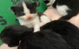 British Longhair cats for sale: 3 Gorgeous Longhaired Kittens - Image 4
