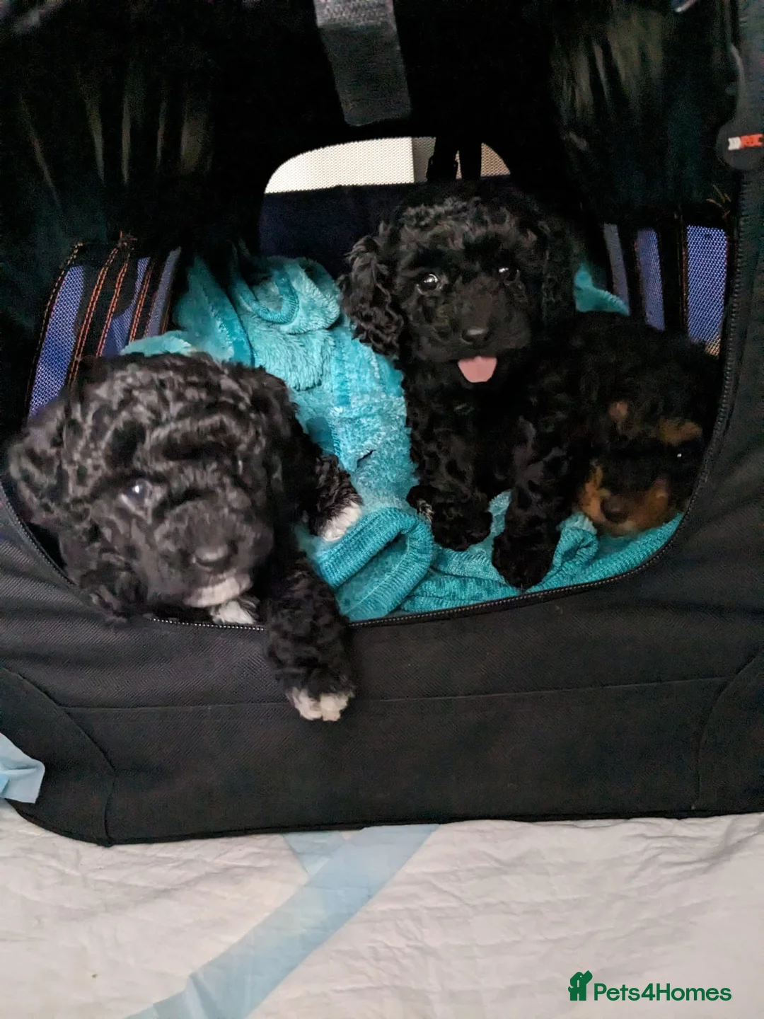 Toy Poodle dogs for stud: *STUD* Gorgeous KC Registered Toy Poodle in Manchester - Advert 21