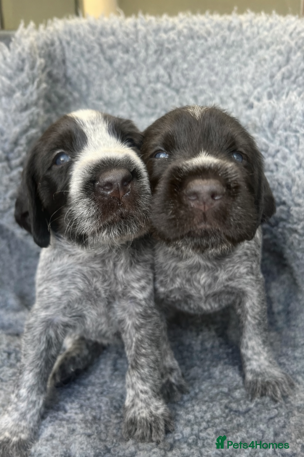 German Wirehaired Pointer dogs KC REGISTERED GWP’s - TWO BOYS REMAINING  - Advert 13