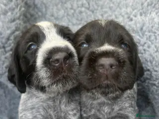German Wirehaired Pointer dogs KC REGISTERED GWP’s - TWO BOYS REMAINING - Advert 13