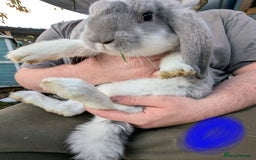 French Lop rabbits for sale: Beautiful French lops  - Image 6