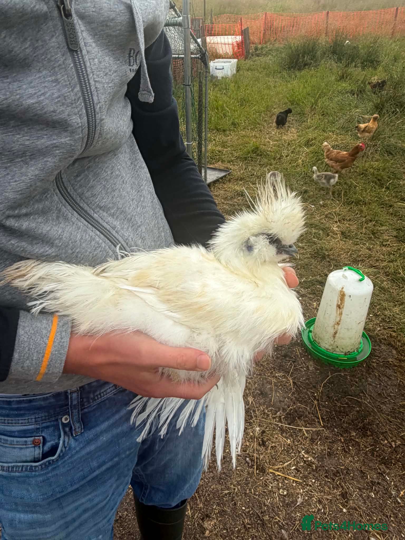 Chickens poultry Silkie cockerel  - Advert 1