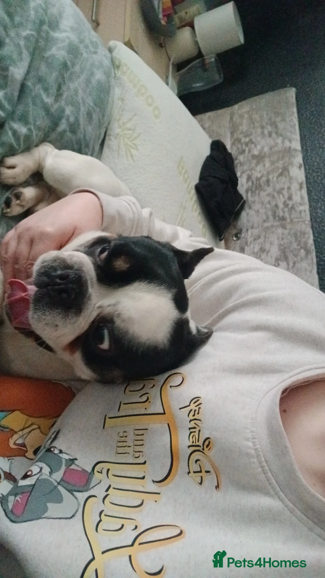 French Bulldog dogs for sale: Male French Bulldog  in Keighley - Advert 5