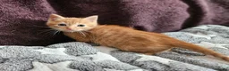 Mixed Breed cats for sale: Persain X Domestic Available  - Advert 18