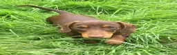 Mixed Breed dogs for sale: Norfolk x mini Dachs puppies - Advert 10