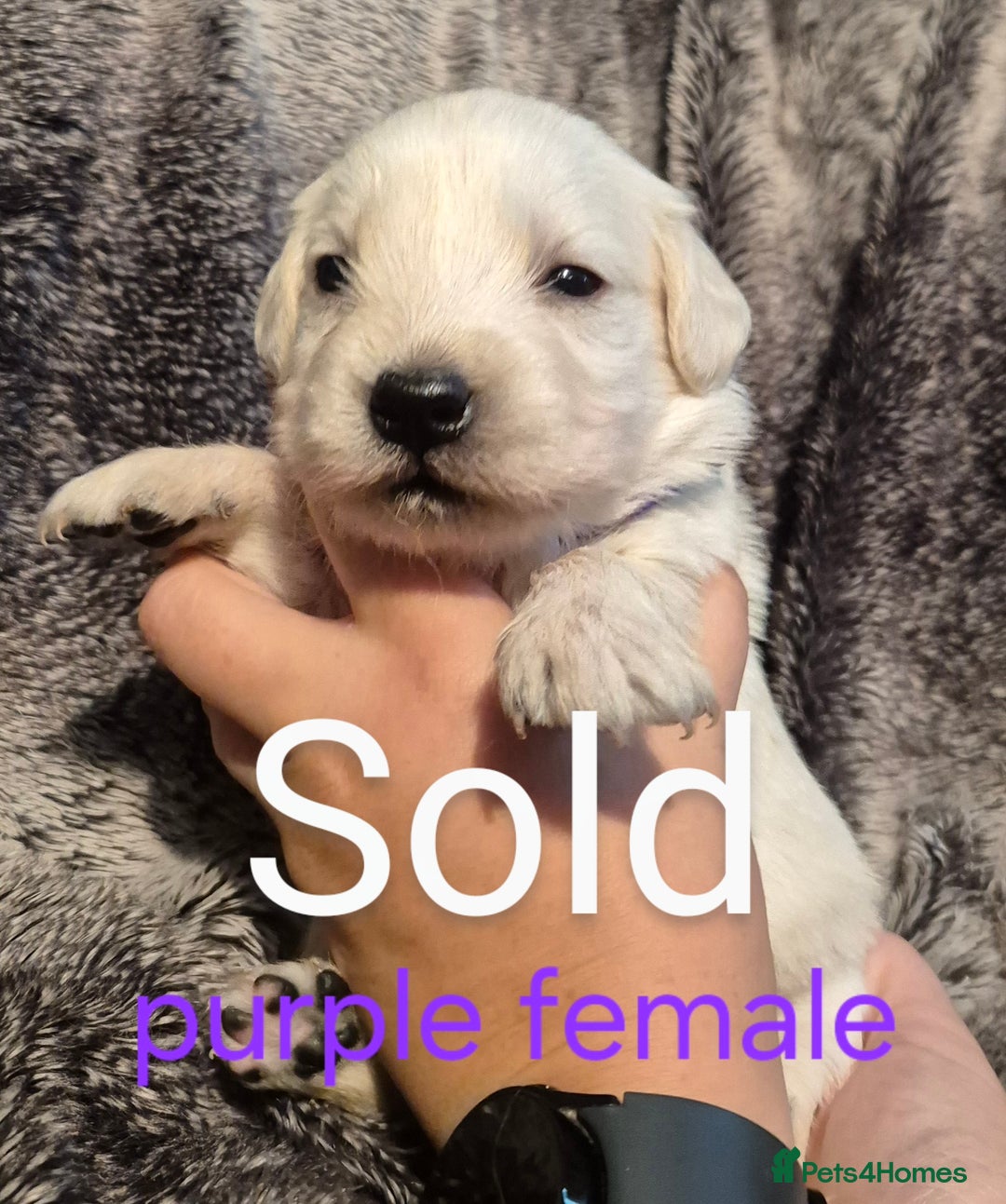 Golden Retriever dogs for sale: 7 Gorgeous golden retrievers puppies - Image 8
