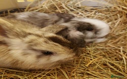 Mini Lop rabbits for sale: Bonded Lops Bunnies  - Image 4