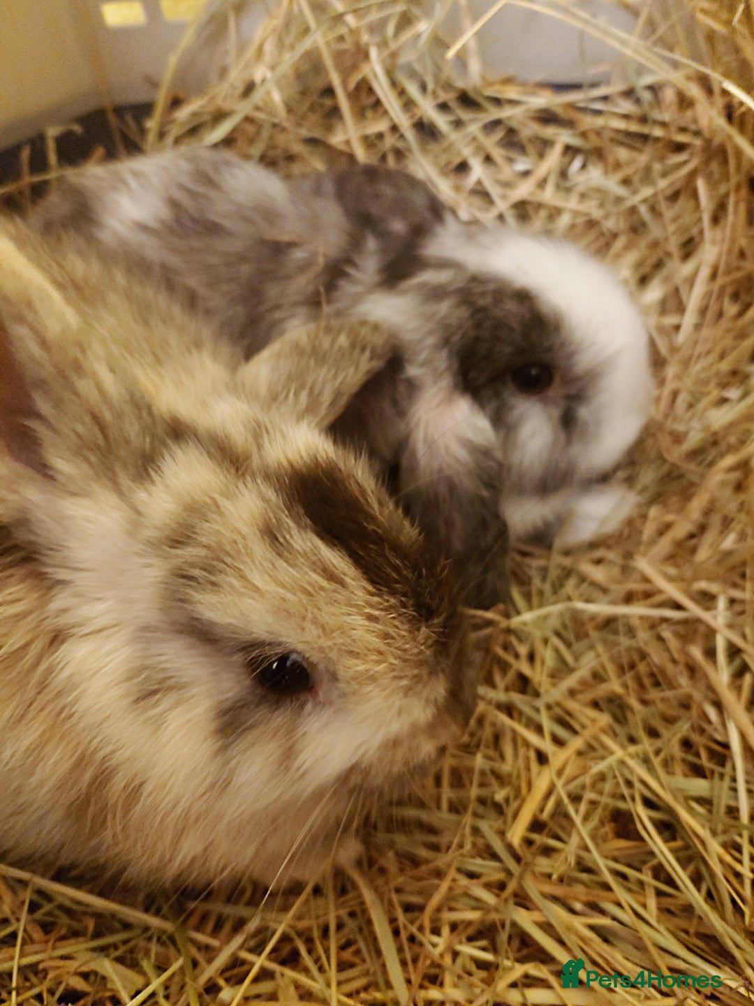 Mini Lop rabbits for sale: Bonded Lops Bunnies  - Image 4