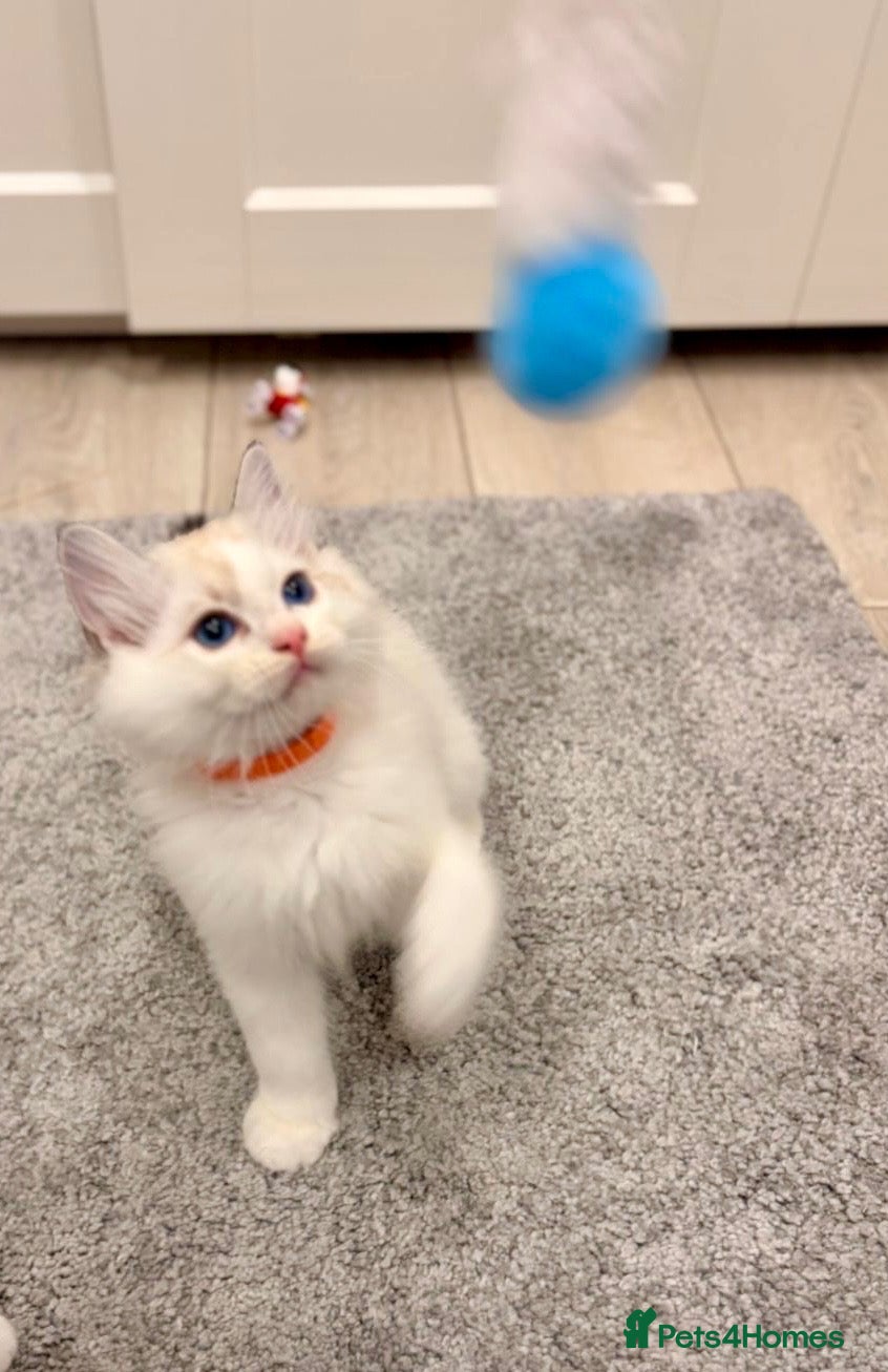 Ragdoll cats for sale: 🐾 ONLY 1 LEFT! GCCF Registered Ragdoll Boy ✨ - Advert 14