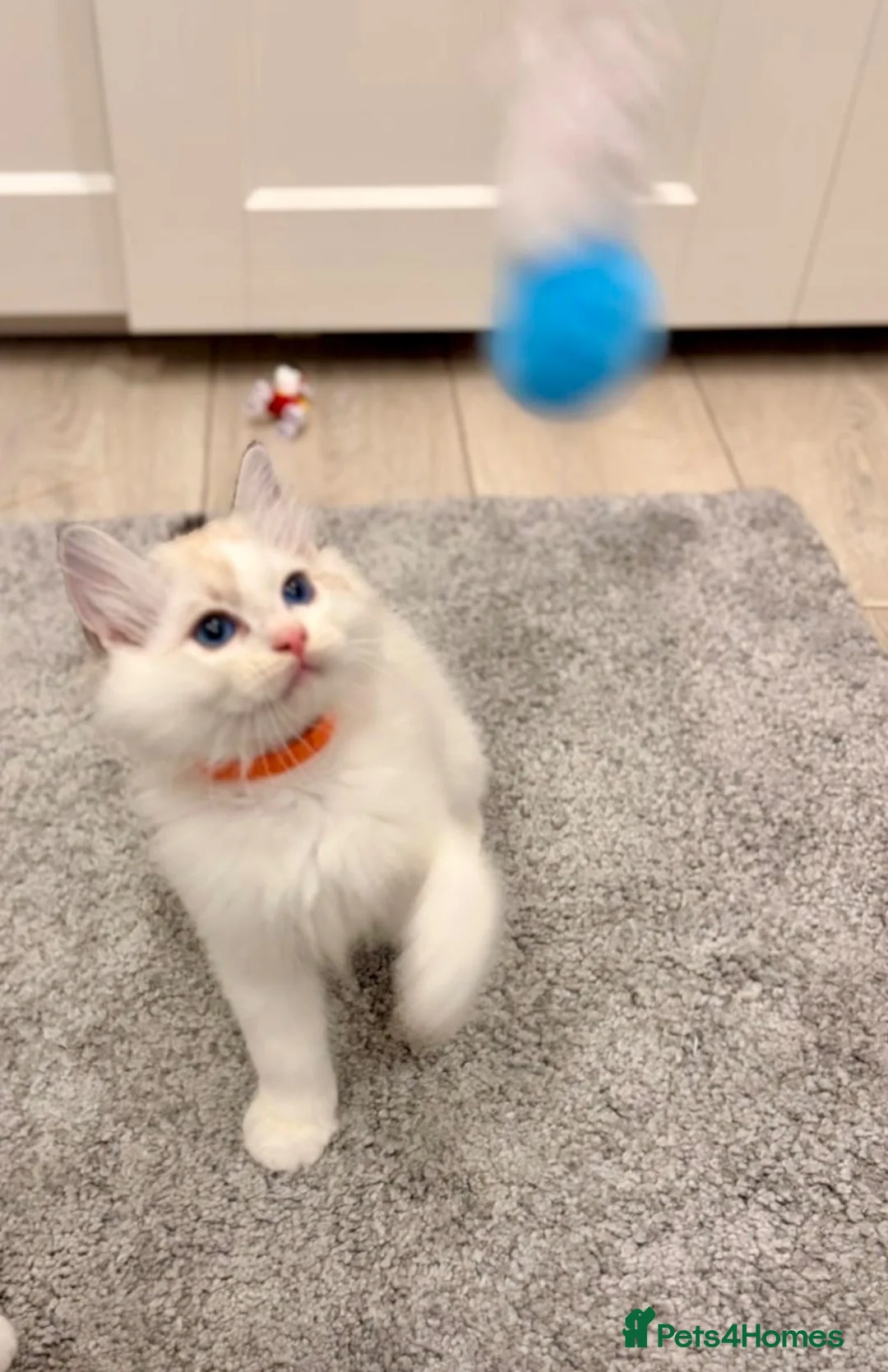 Ragdoll cats for sale: 🐾 ONLY 1 LEFT! GCCF Registered Ragdoll Boy ✨ - Advert 2