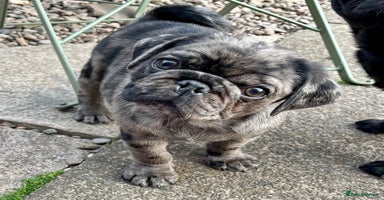 Pug dogs - Advert 3