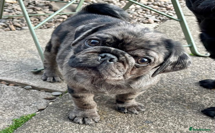 Pug dogs - Advert 1