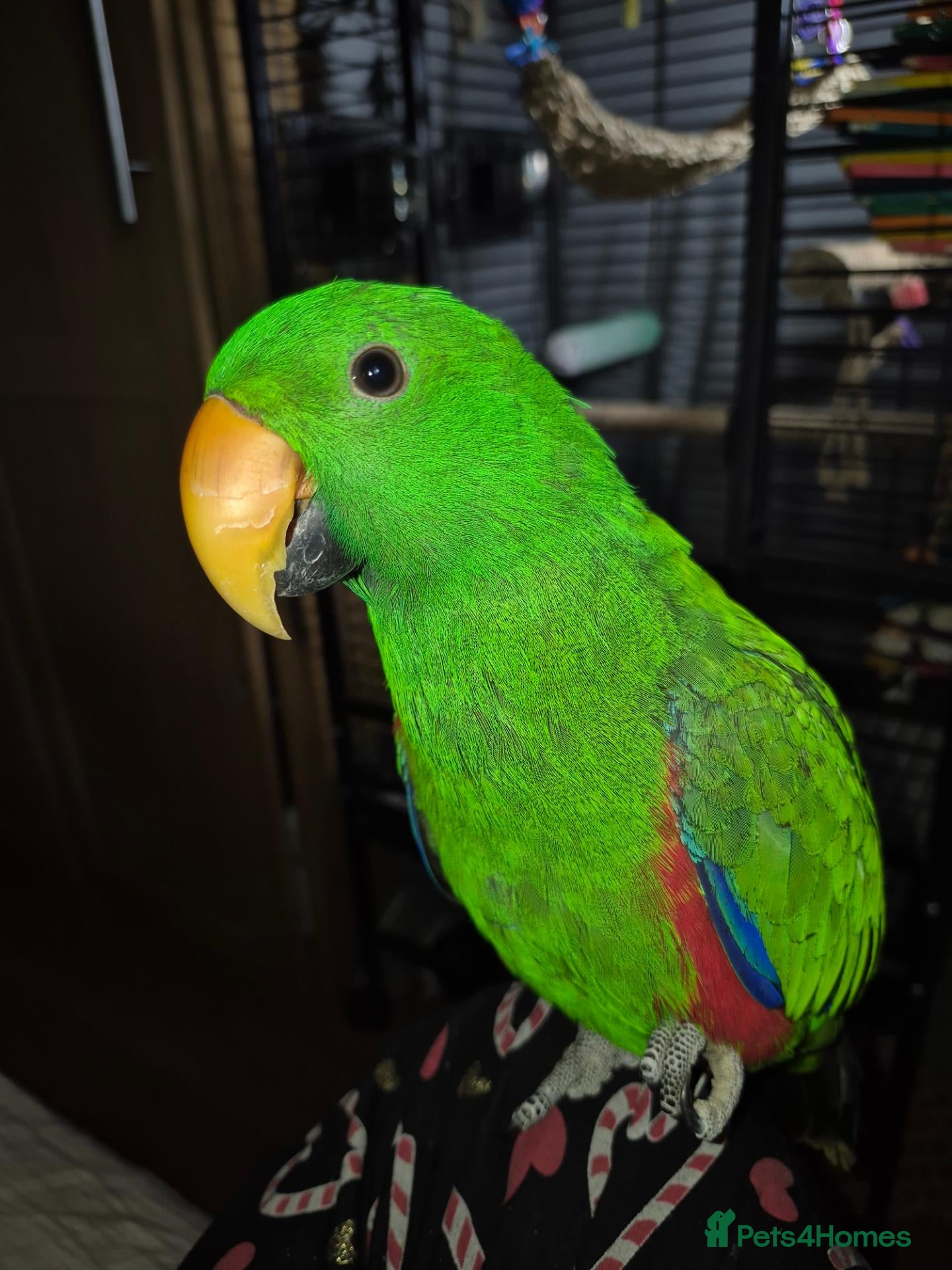 Parrots birds Beautiful Male Eclectus - Advert 1