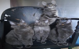 Maine Coon cats for sale: TICA 3 pedigree 3 girls 1 boy blue smoke/tabby - Image 1