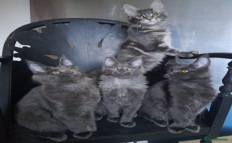 Maine Coon cats - Advert 2
