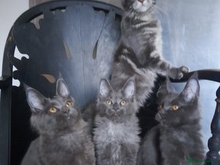 Maine Coon cats - Advert 27