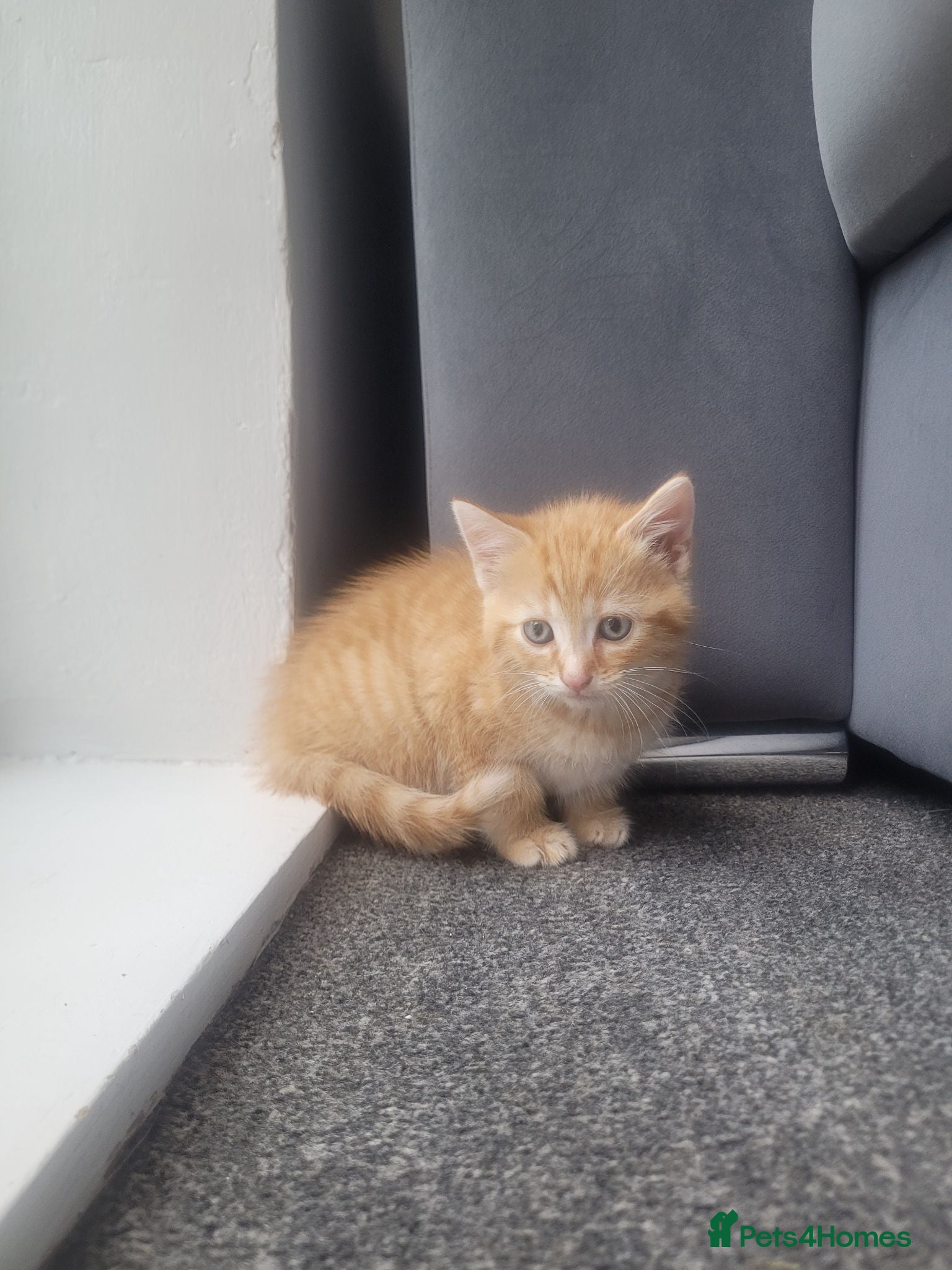 Mixed Breed cats 3 ginger male kittens, 1 black female kitten - Advert 3
