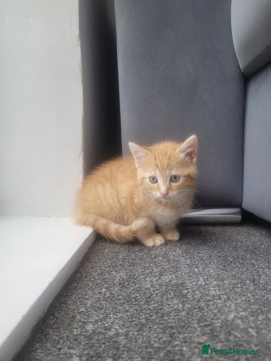 Mixed Breed cats for sale: 3 ginger male kittens, 1 black female kitten - Advert 1
