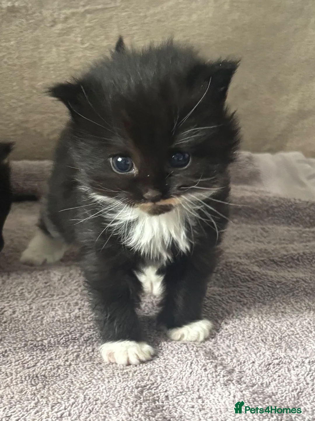 Mixed Breed cats for sale: nebelung mixed breed kittens  - Advert 1