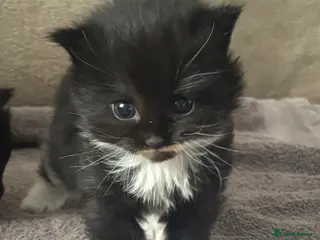 Mixed Breed cats nebelung mixed breed kittens - Advert 3