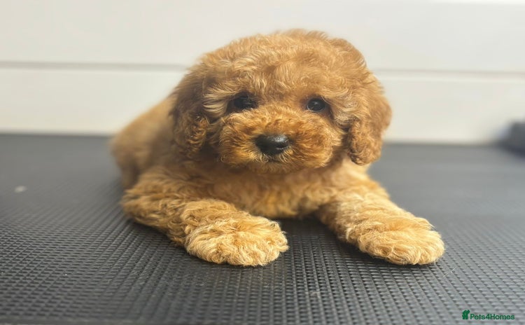 Cavapoo dogs - Advert 12