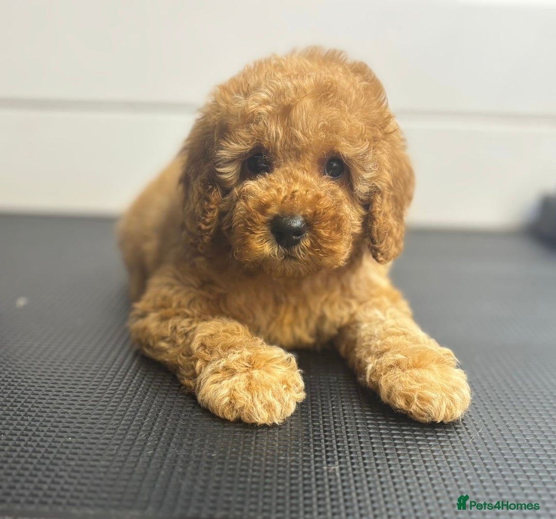 Cavapoo dogs for sale: One stunning boy left!  - Image 1