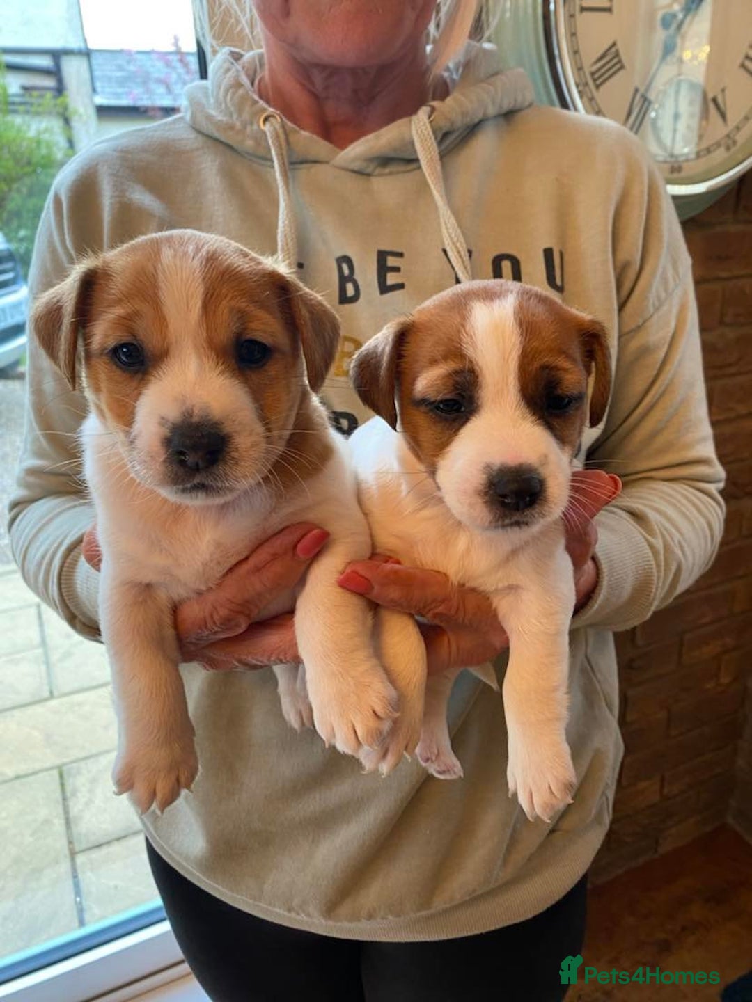 Jack Russell dogs for stud: Superb Quality Jack Russell at stud K.C Reg in Attleborough - Advert 5