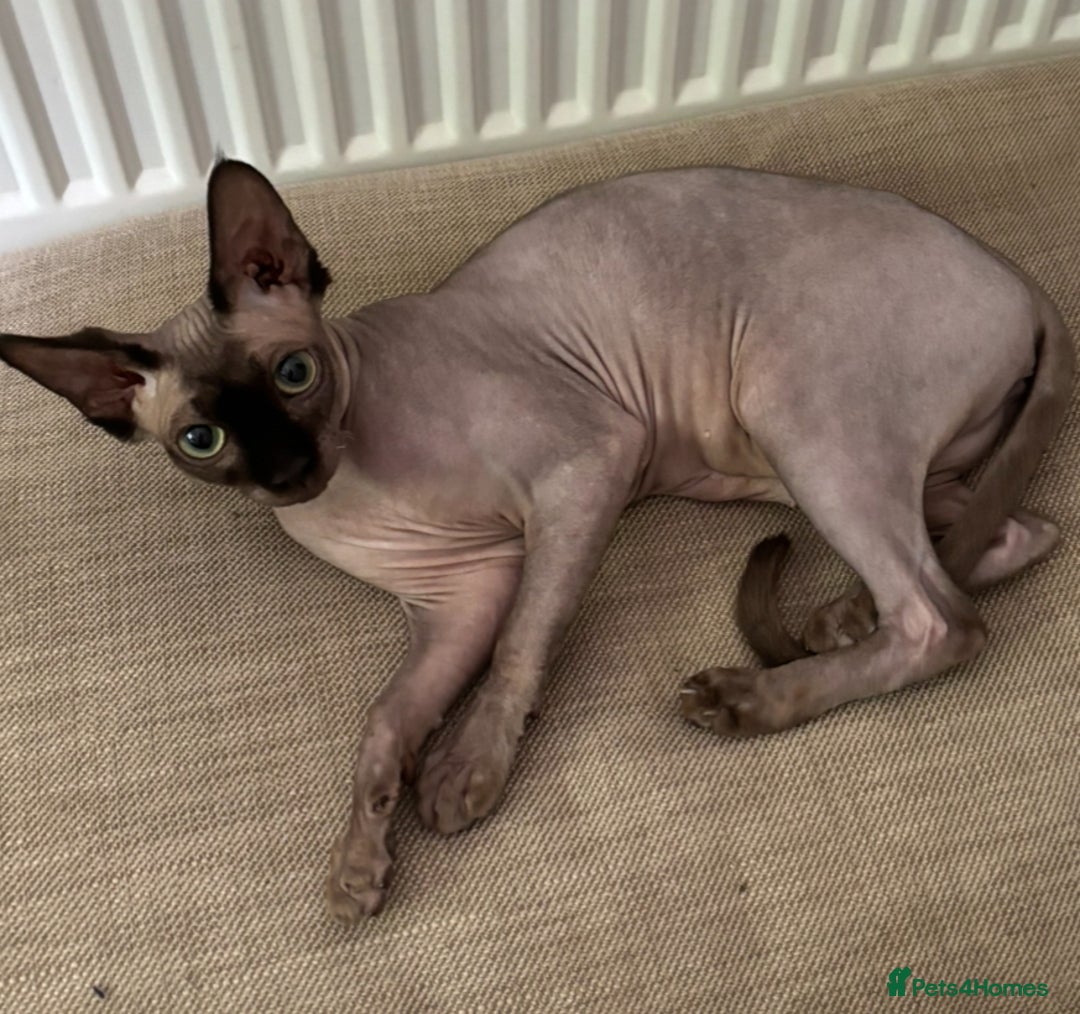 Sphynx cats for sale: Two female sphynx - Image 2