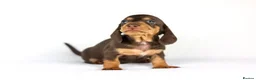 Miniature Dachshund dogs for sale: Miniature dachshund beautiful litter - Advert 11