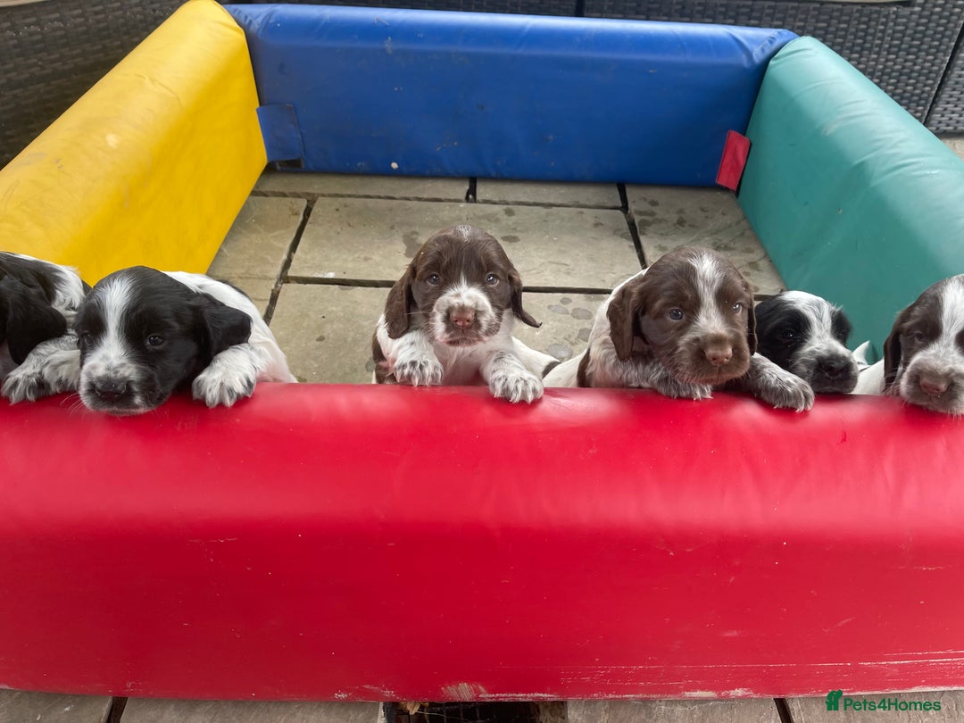 Sprocker dogs for sale: Sprocker Spaniel Puppies - Image 4