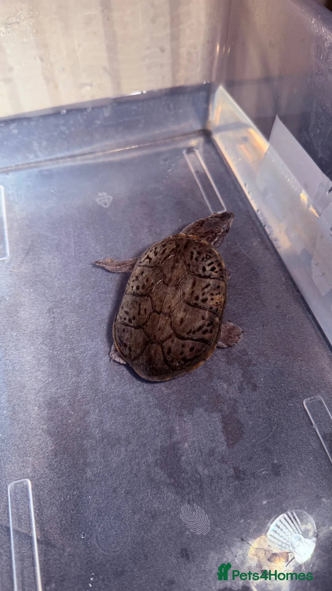 Turtle reptiles for sale: 2 male Turtles in Guildford - Advert 2