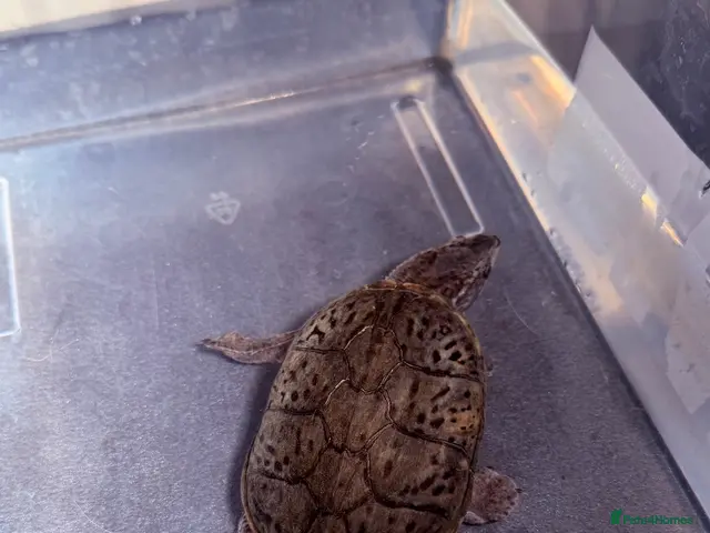 Turtle reptiles for sale: 2 male Turtles - Advert 2