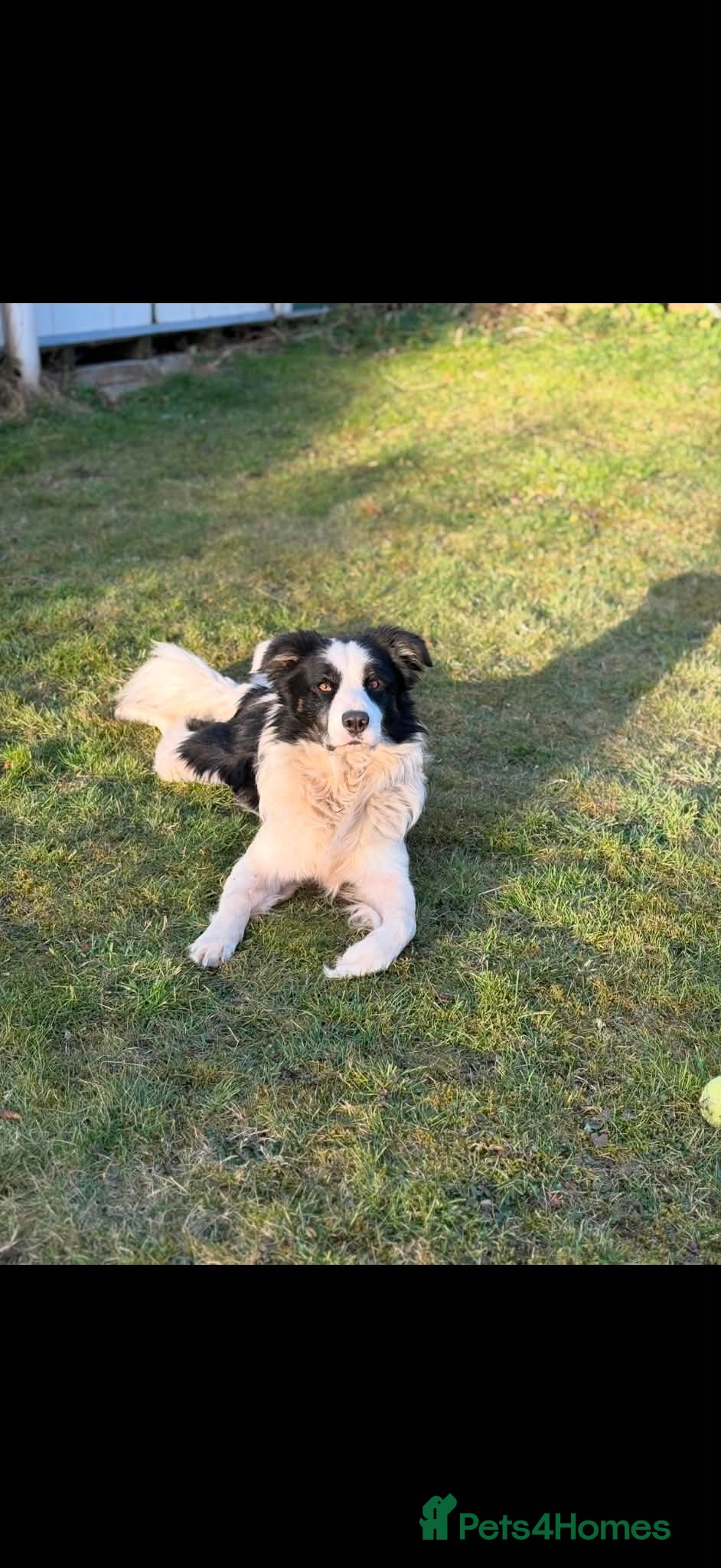 Border Collie dogs Spud! - Advert 3