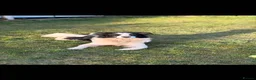 Border Collie dogs for sale: Spud! in Milton Keynes - Advert 1