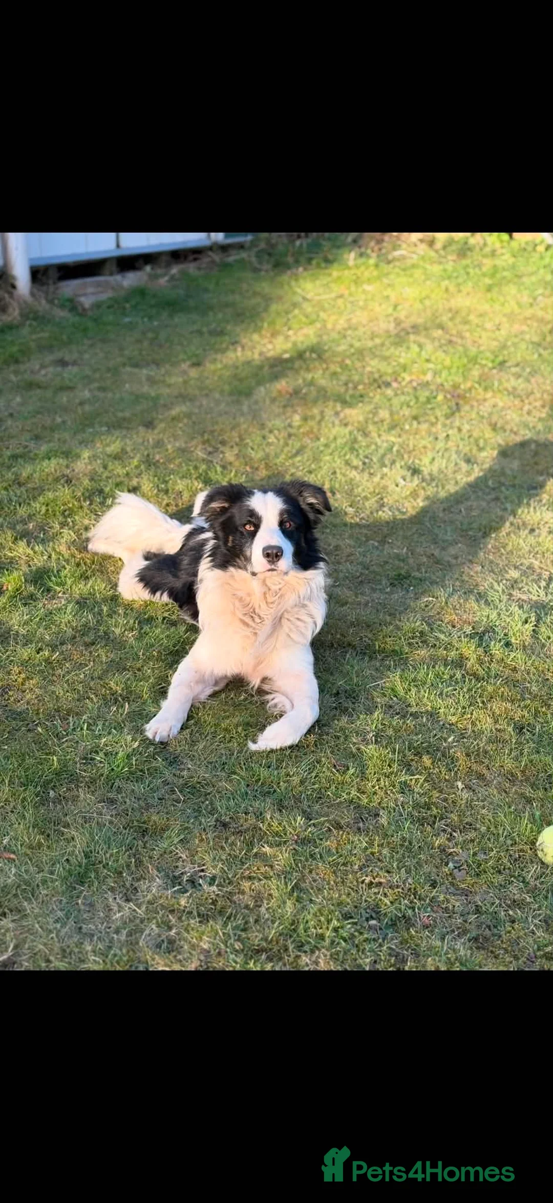 Border Collie dogs for sale: Spud! in Milton Keynes - Advert 1