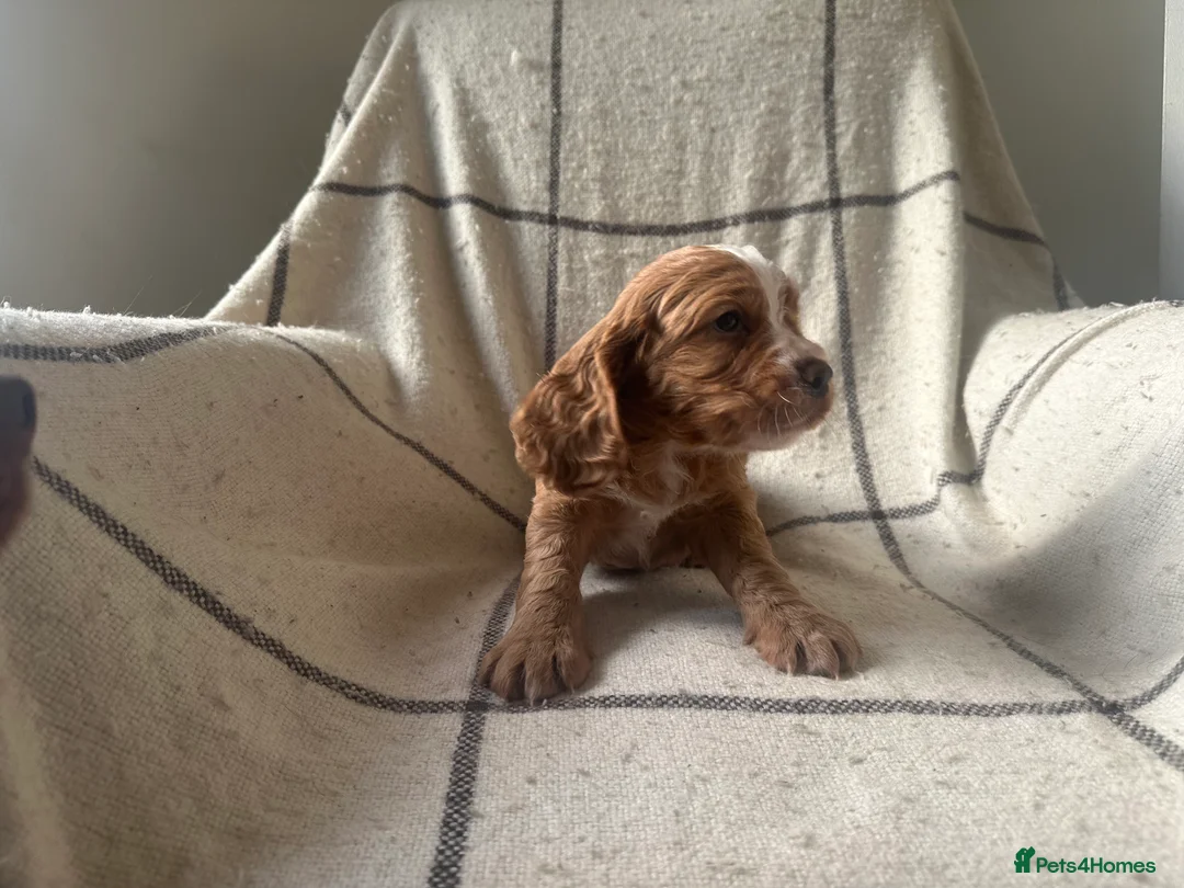 Cocker Spaniel dogs for sale: Working cocker spaniel puppies - Advert 15