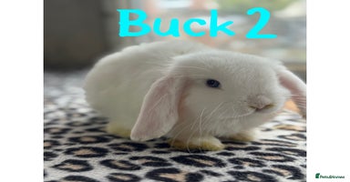 Mini Lop rabbits - Advert 12