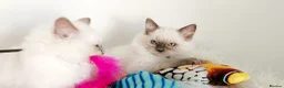 Ragdoll cats for sale: ALL RESERVED OR SOLD 😻PURE BEAUTIFUL RAGDOLL  - Advert 5