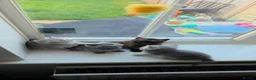 British Shorthair cats for sale: British Shorthair kittens - Advert 13
