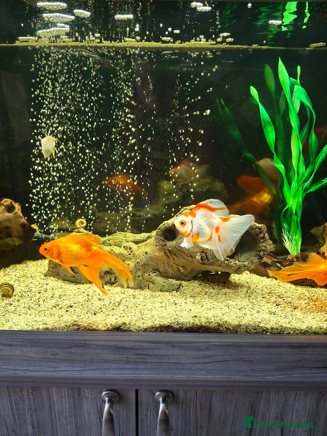 Fancy Goldfish fish for sale: Fancy Goldfish  - Image 4