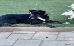 Mixed Breed dogs for adoption: Cute Briggie looking for LOVE - Image 7