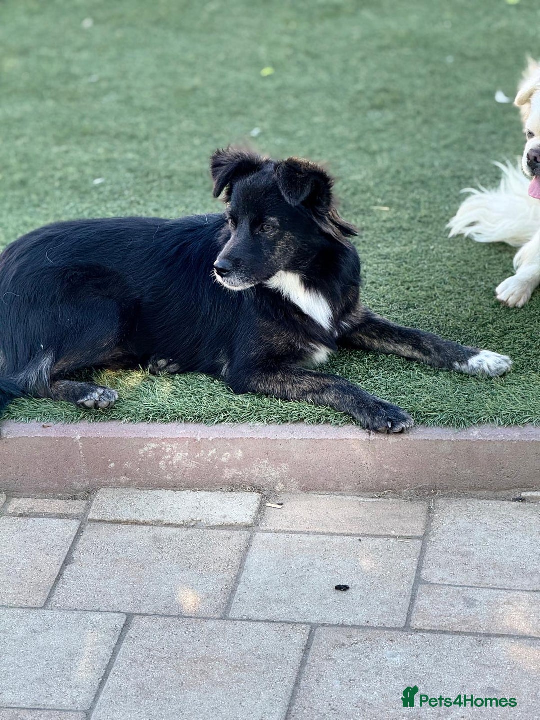 Mixed Breed dogs for adoption: Cute Briggie looking for LOVE - Image 7
