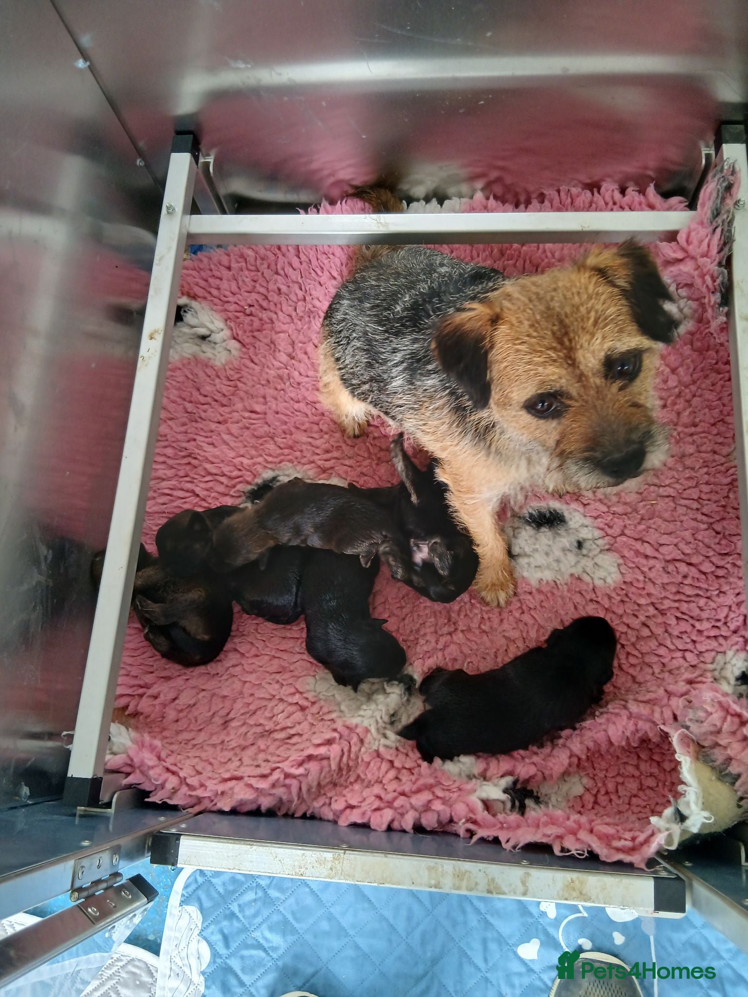 Border Terrier dogs Kc registered border terriers.  - Advert 9