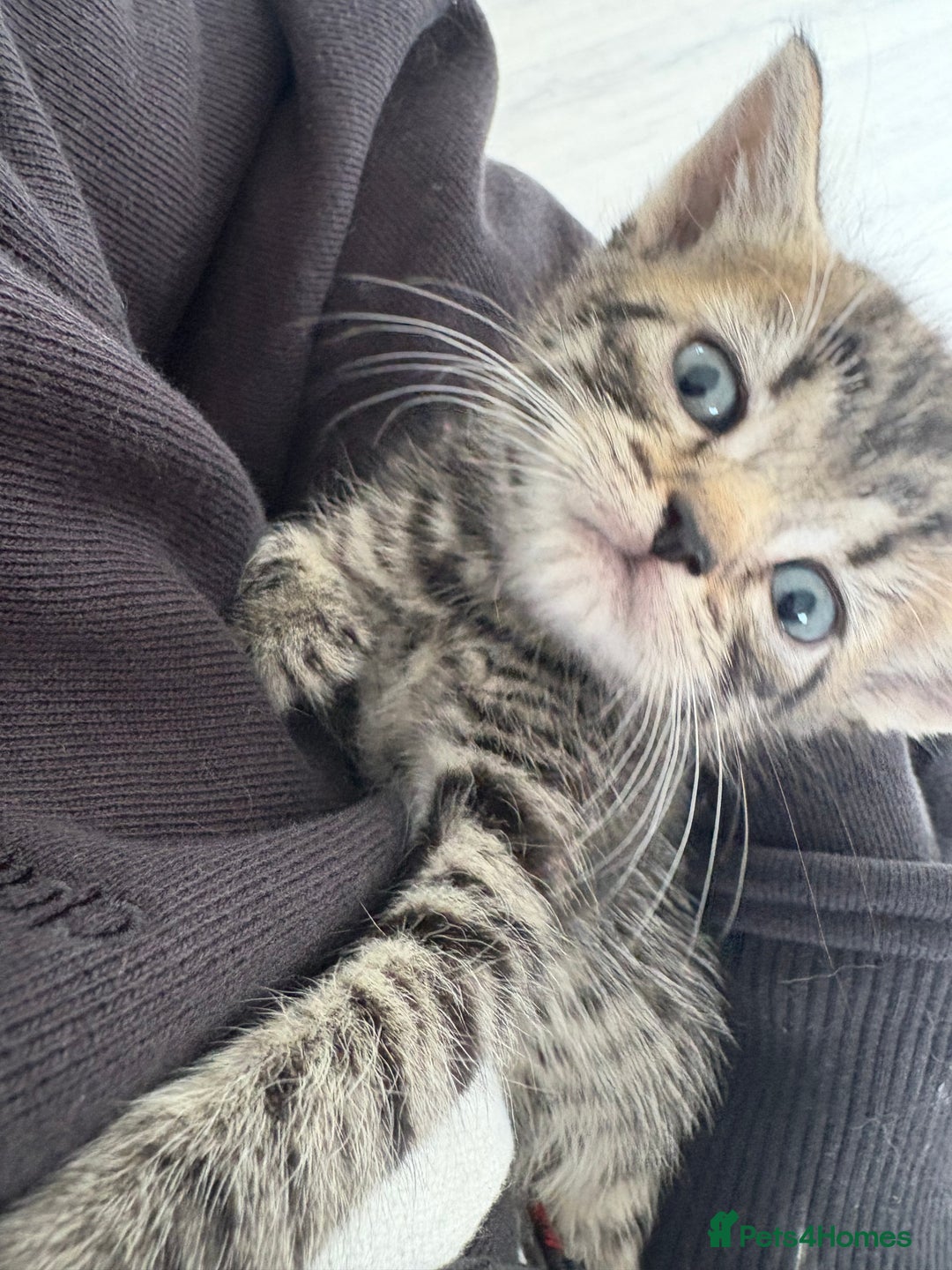 Domestic Shorthair cats for sale: 5 beautiful kittens 🖤 - Image 2
