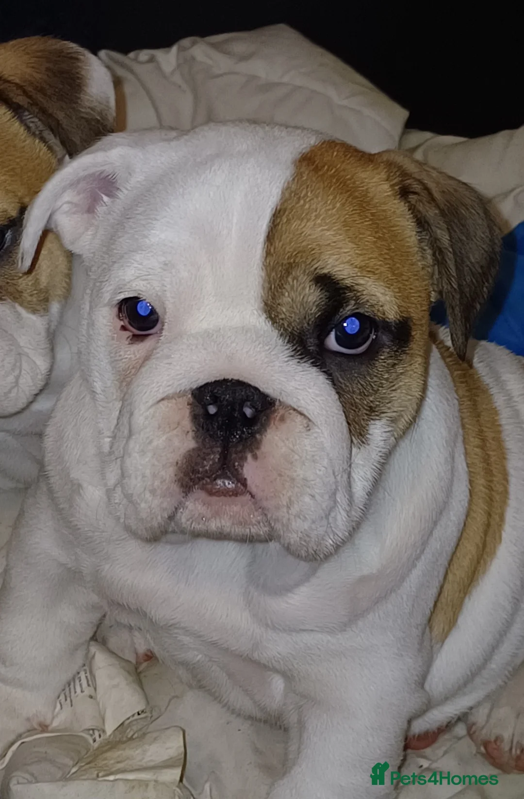 English Bulldog dogs for sale: Bulldog pups  - Advert 2